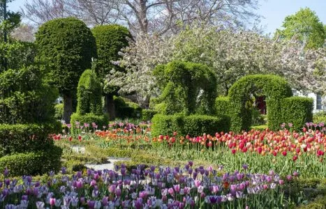 A photograph of Green Animals Topiary Garden. This image links to a webpage with information about accessibility at the garden.
